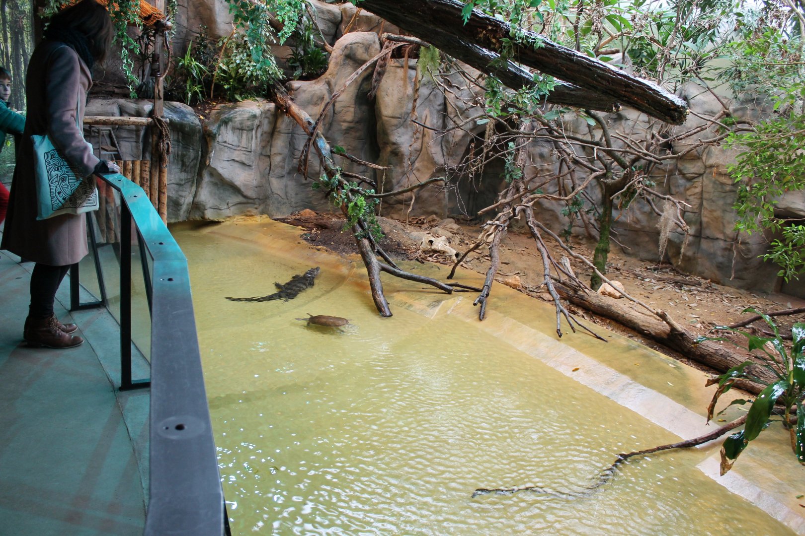 Caiman - Turtle - Iguana enclosure