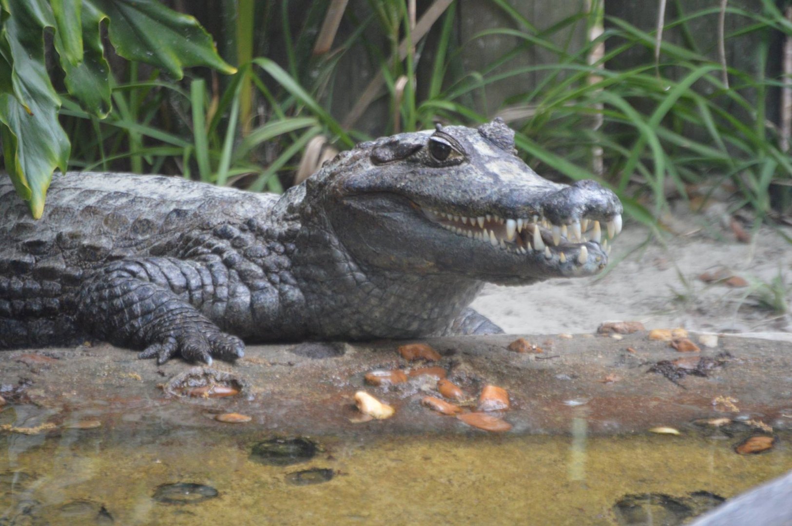 Caiman yacare