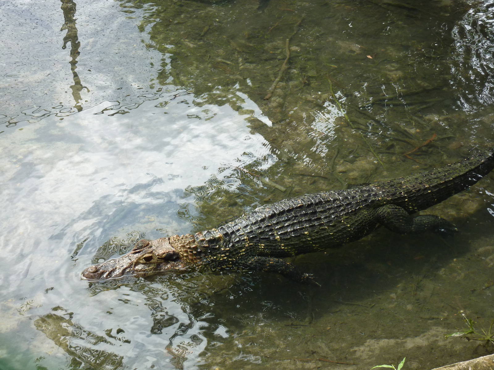 Caiman