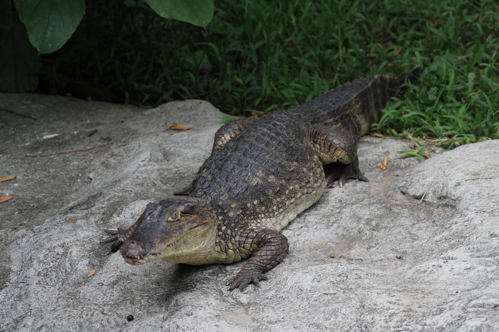 Caiman
