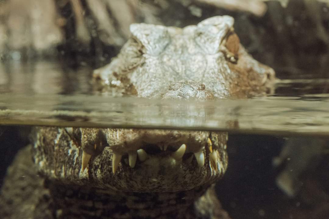 Caiman