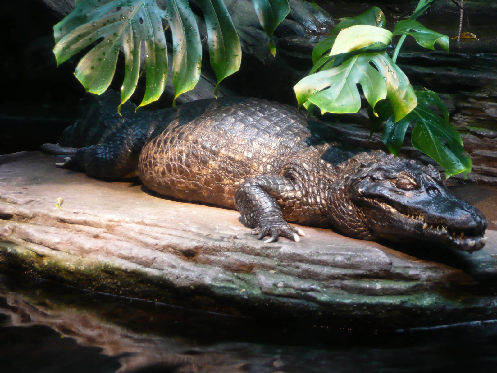 Caiman