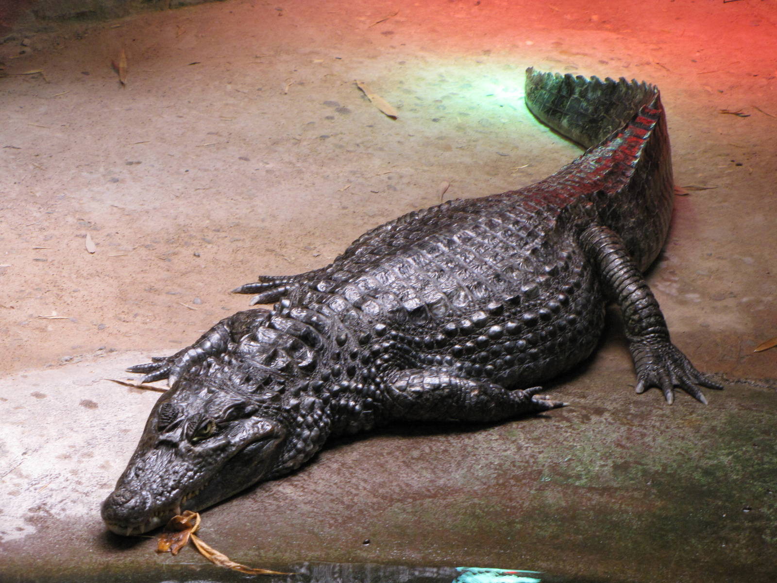 Caiman