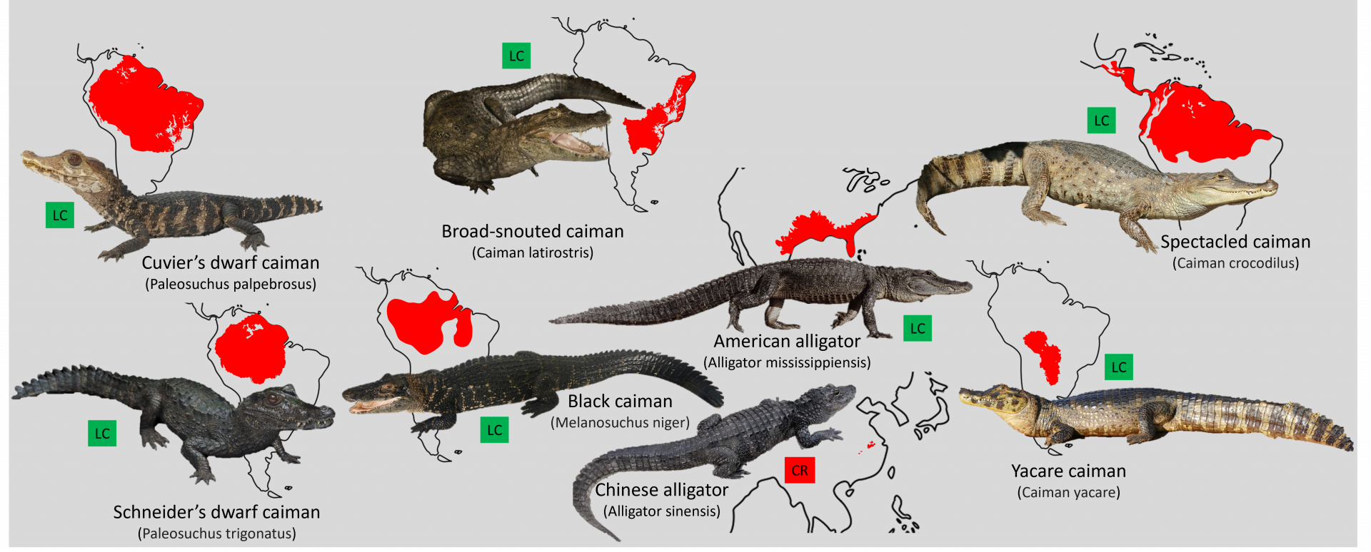 Caimans and Alligators distribution maps