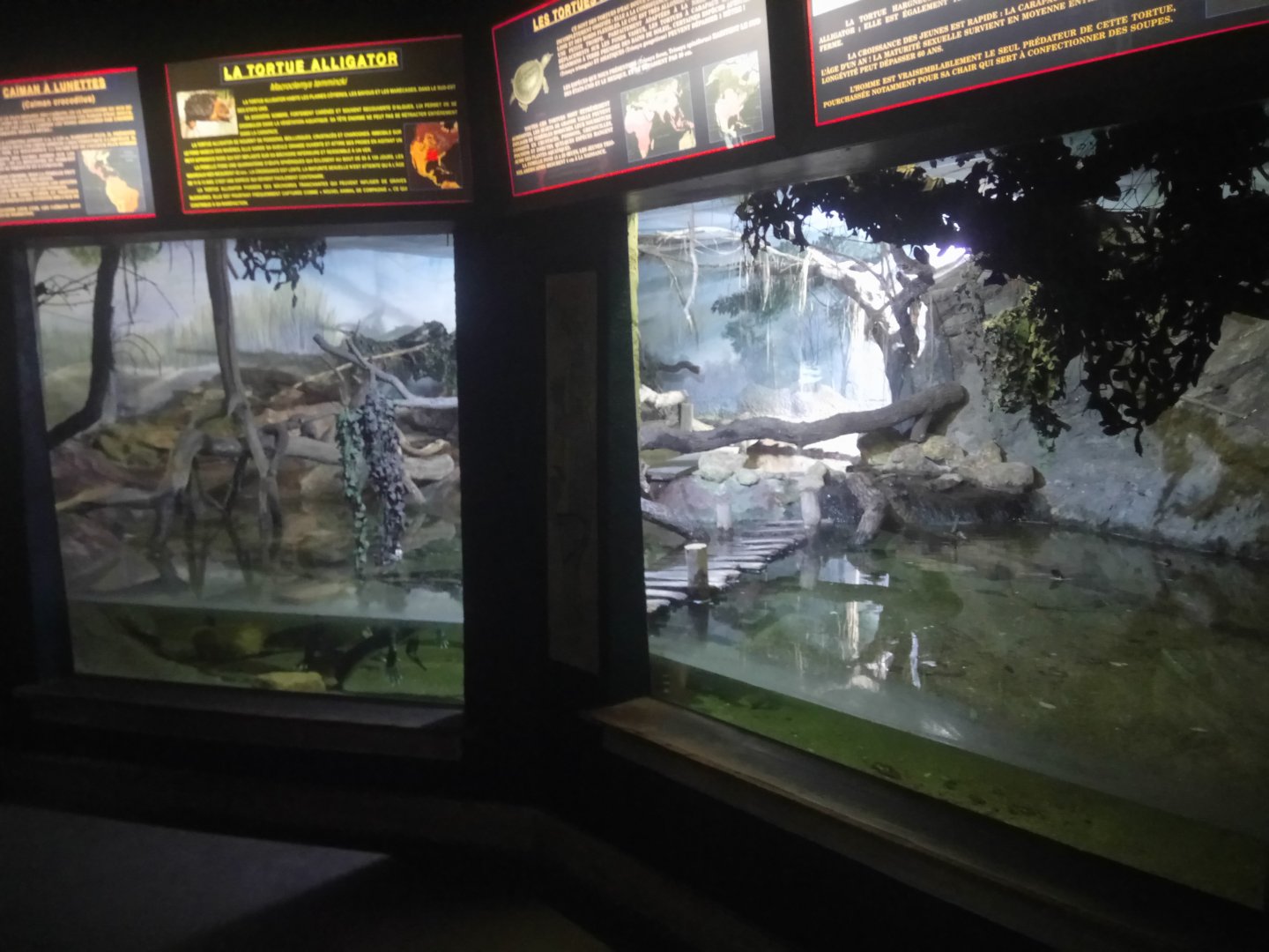 Caimans and Turtles Terrarium