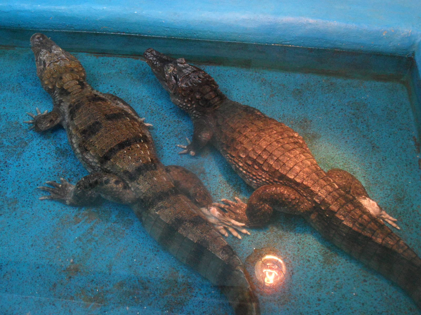Caimans holding feet