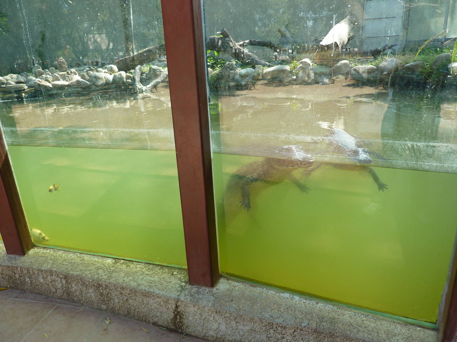 Caimans in the Aquaterrarium