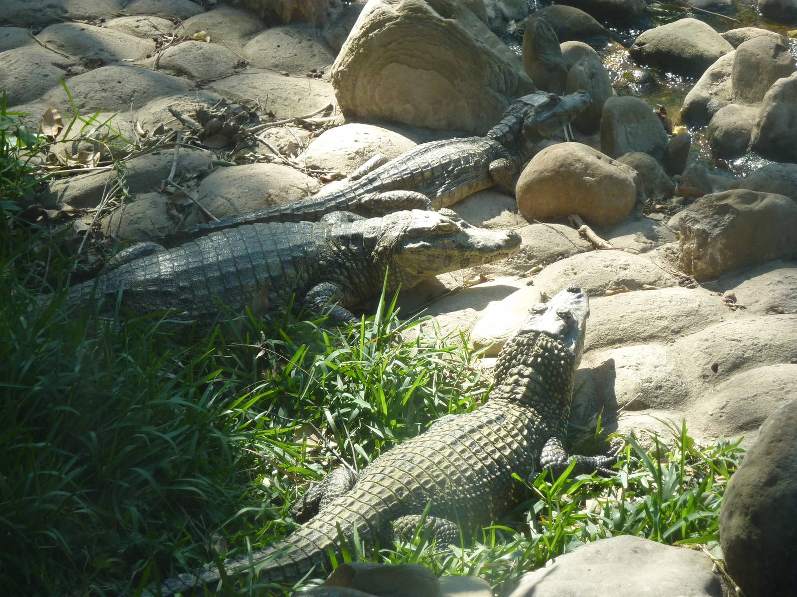 Caimans in the Aquaterrarium