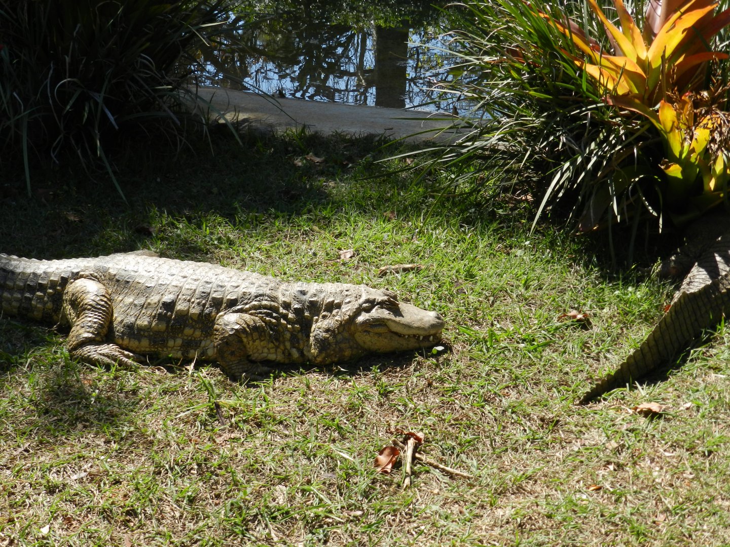 Caimans in the sun - Belo Horizonte zoo