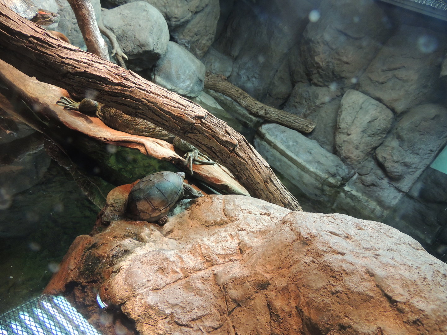 caimen lizard and unknown turtle