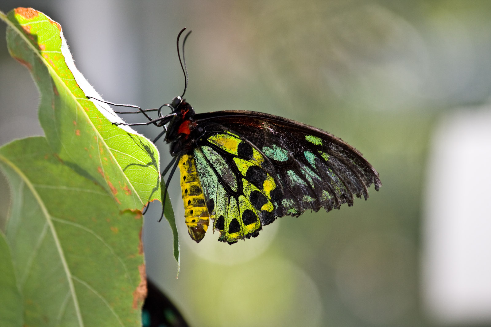 Cairns Birdwing Butterfly ? - Sep 2008