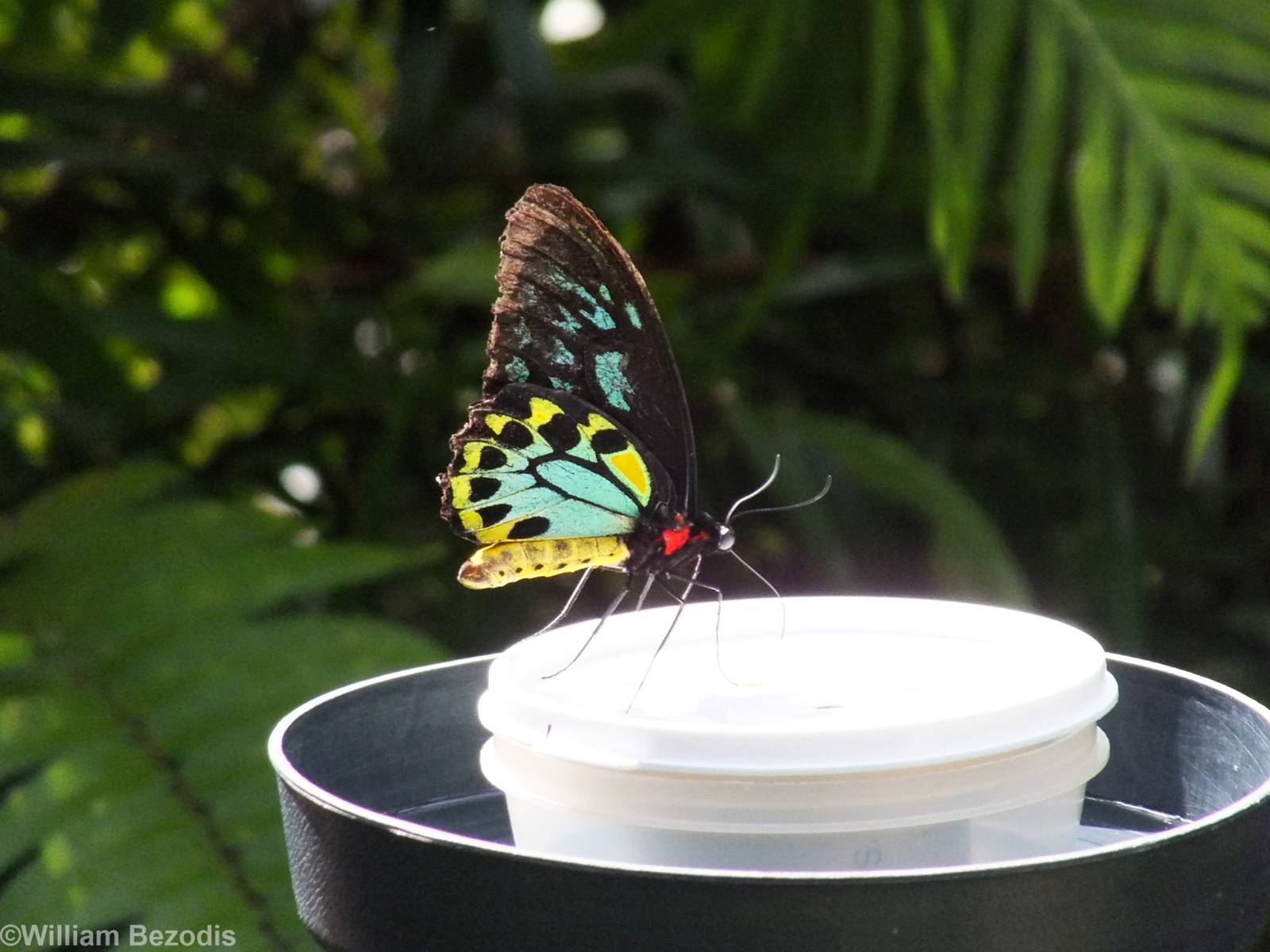 Cairns Birdwing Butterfly