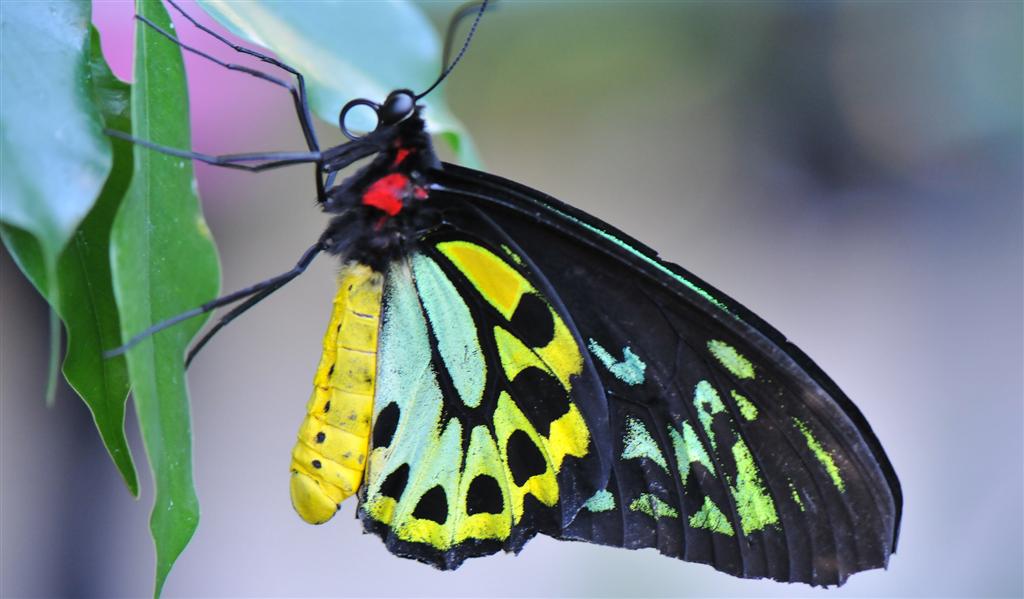 Cairns Birdwing Butterfly