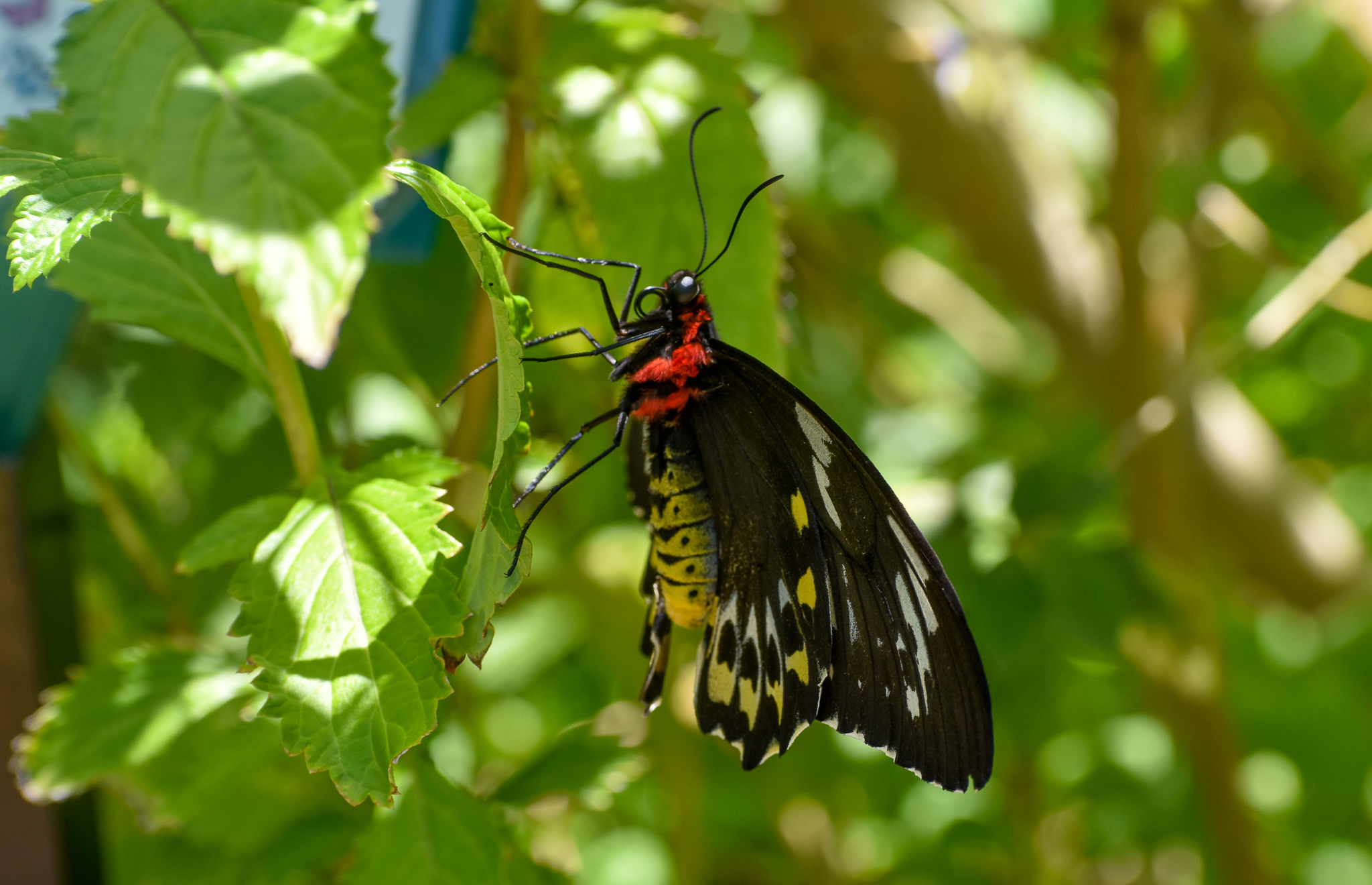 Cairns Birdwing, Ornithoptera euphorion