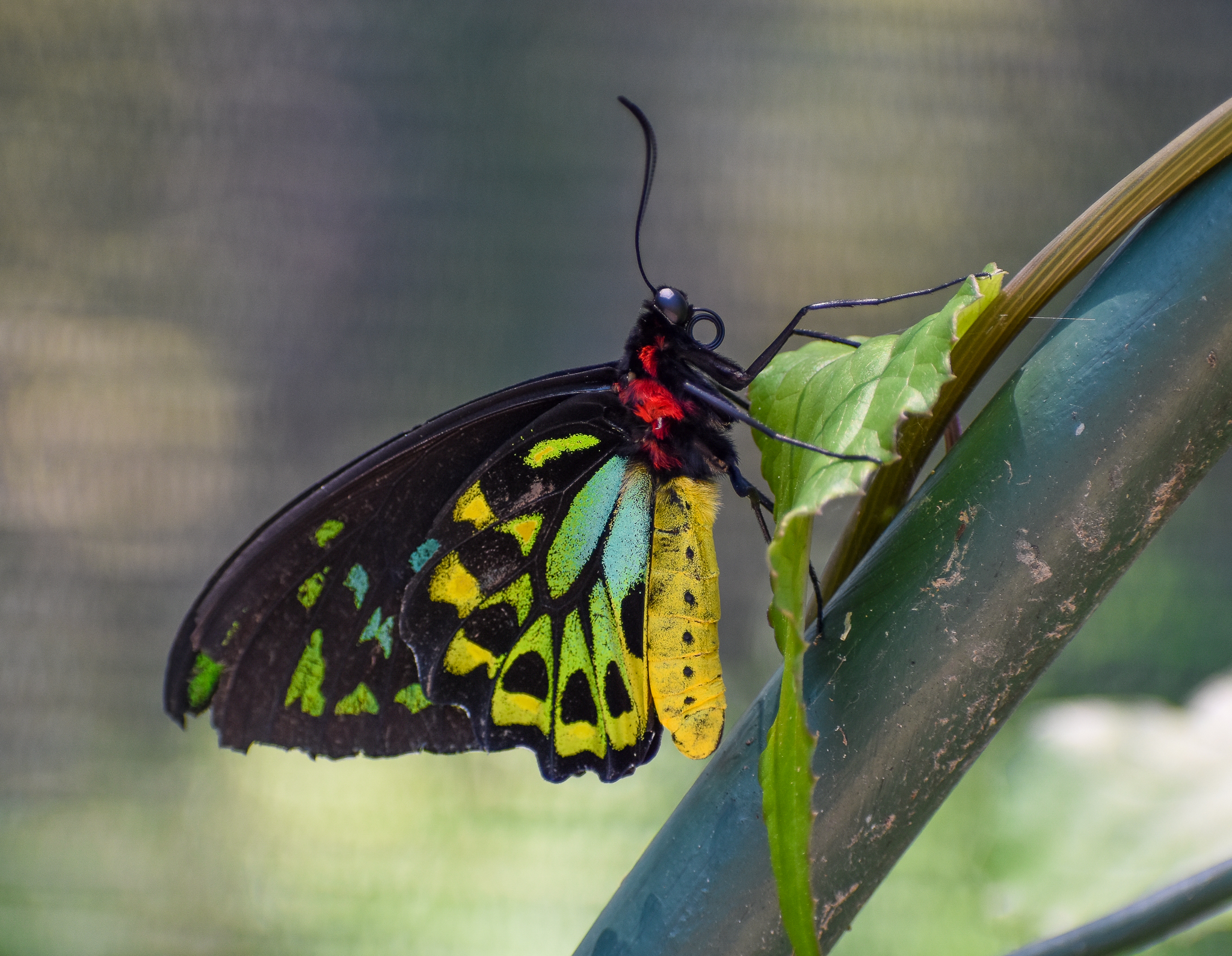 Cairns Birdwing, Ornithoptera euphorion