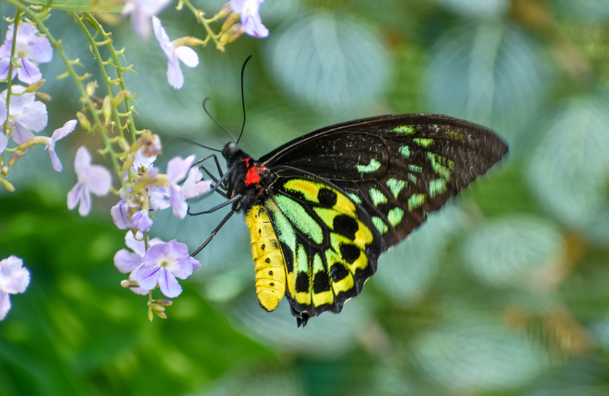 Cairns Birdwing, Ornithoptera euphorion