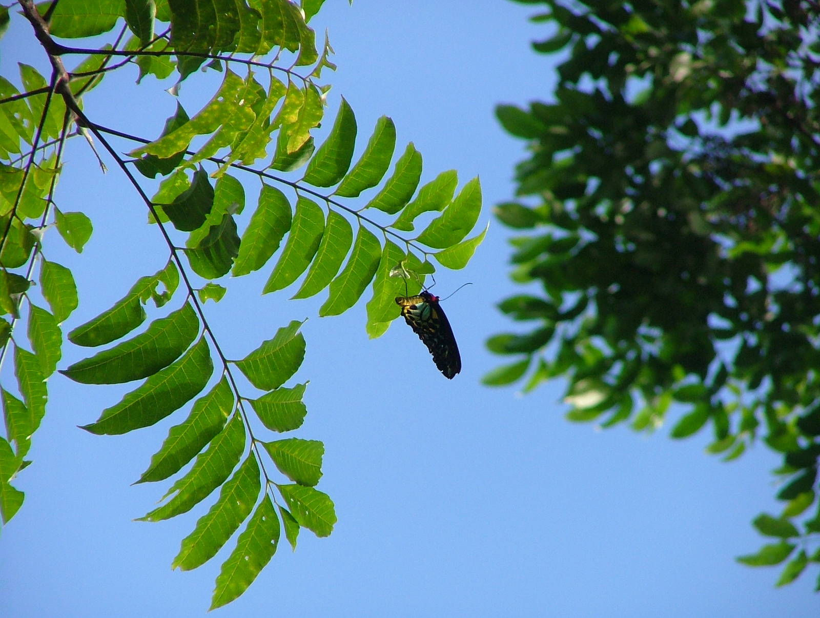 Cairns Birdwing