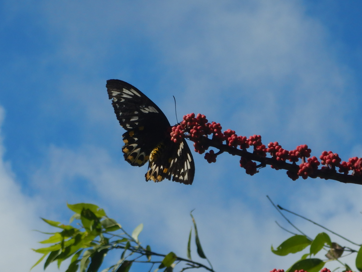 Cairns Birdwing