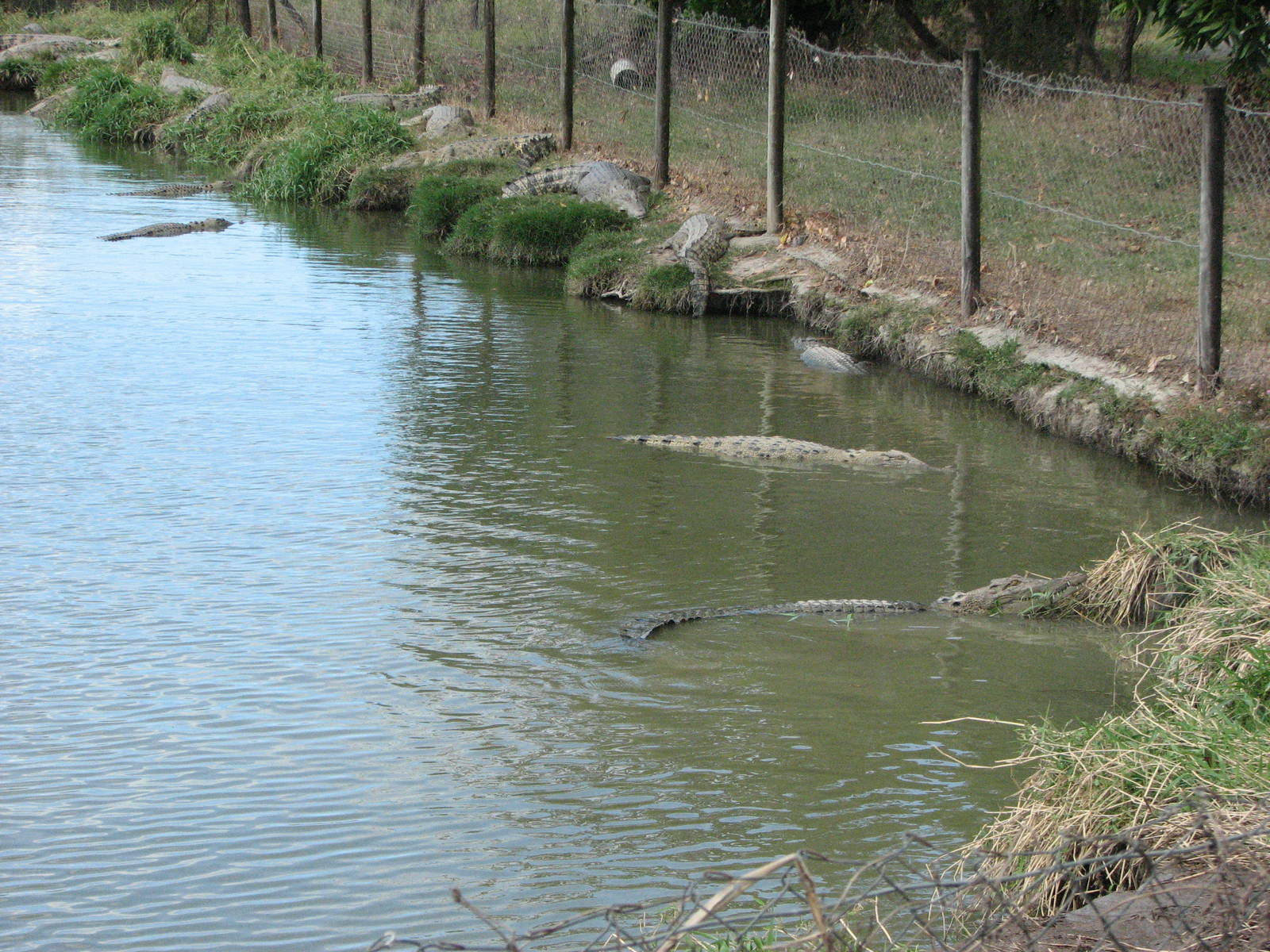 Cairns Crocodile Farm 2007 - Breeding enclosure