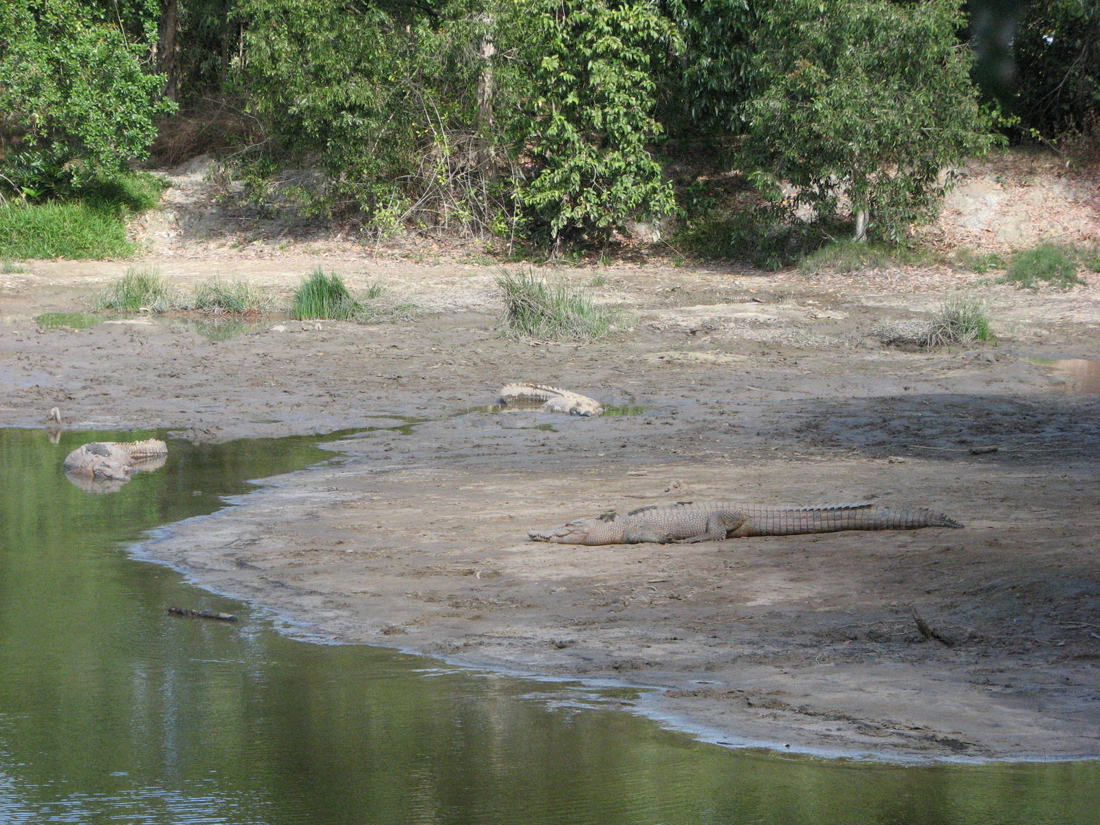 Cairns Crocodile Farm 2007 - Breeding enclosure