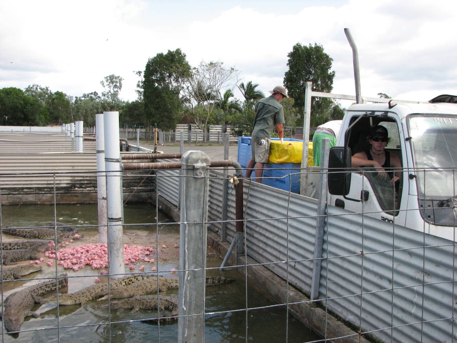 Cairns Crocodile Farm 2007 - Feeding of young crocodiles