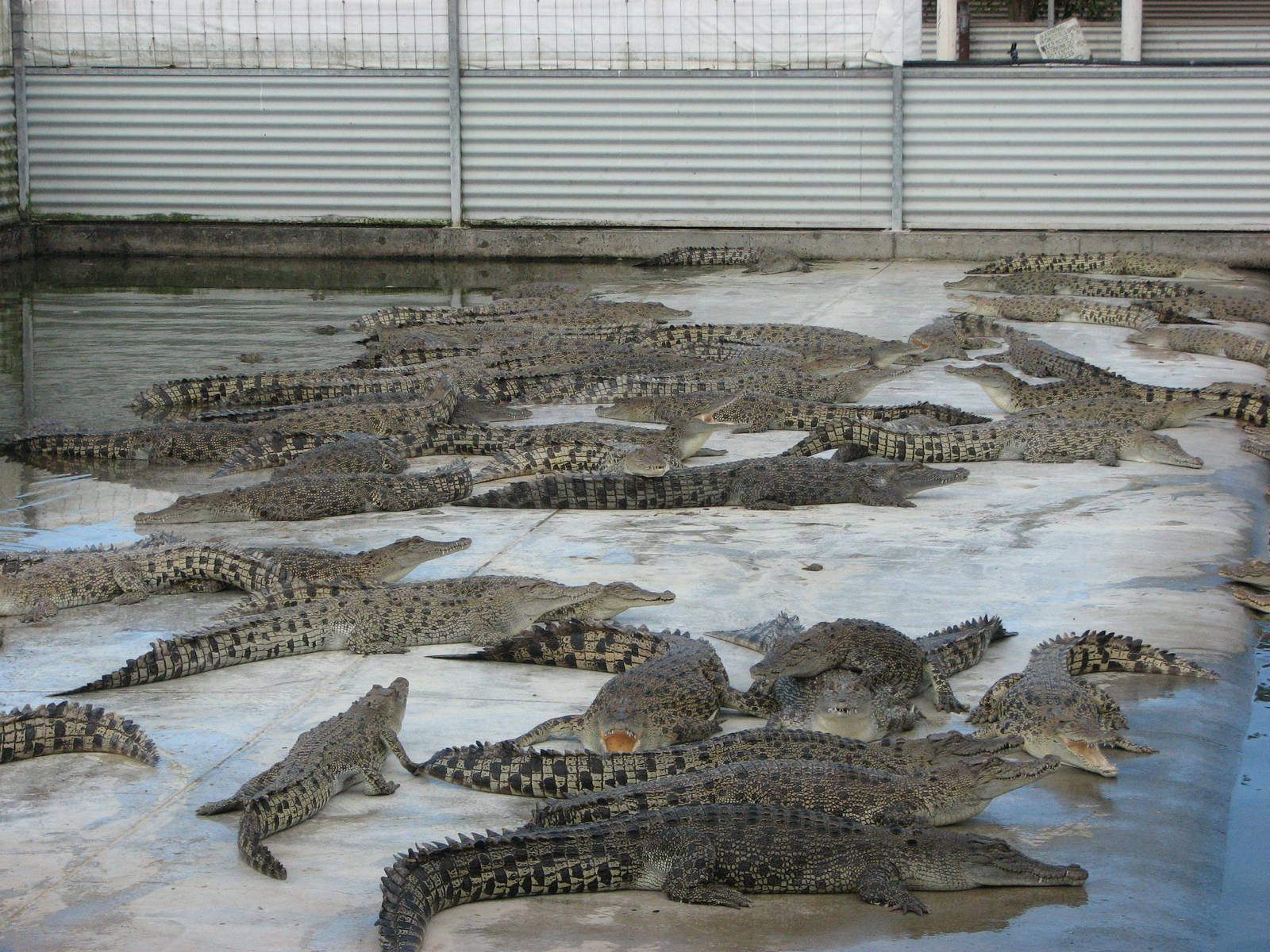 Cairns Crocodile Farm 2007 - Young crocodiles in a disgusting pen