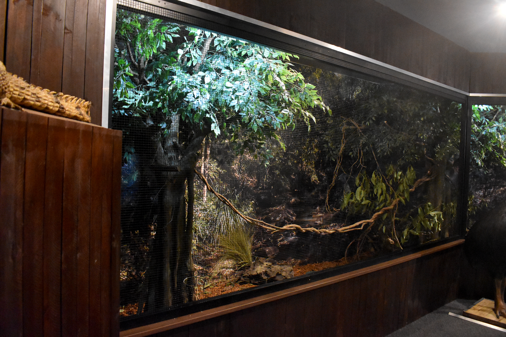 Cairns Koalas and Creatures (opened in 2024): bird aviary