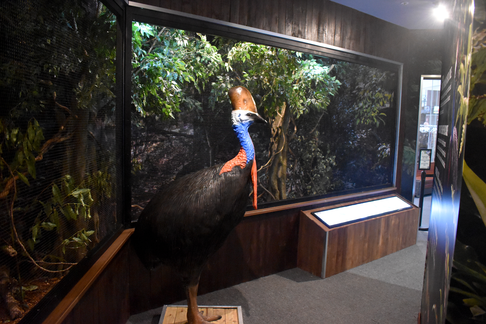 Cairns Koalas and Creatures (opened in 2024): bird aviary
