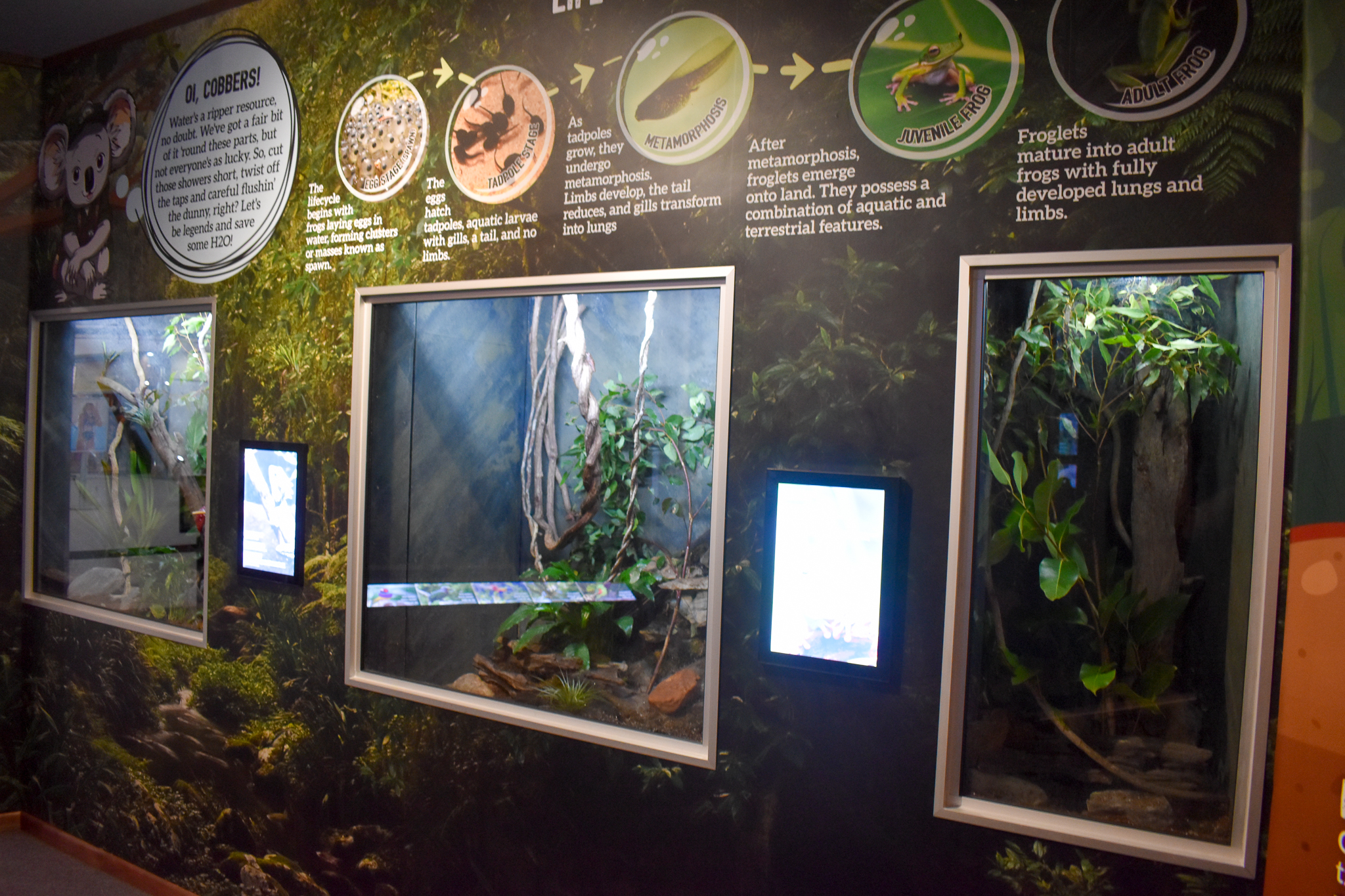 Cairns Koalas and Creatures (opened in 2024): Boyd's Forest Dragon, White-lipped Tree-Frog and Stick insect exhibits