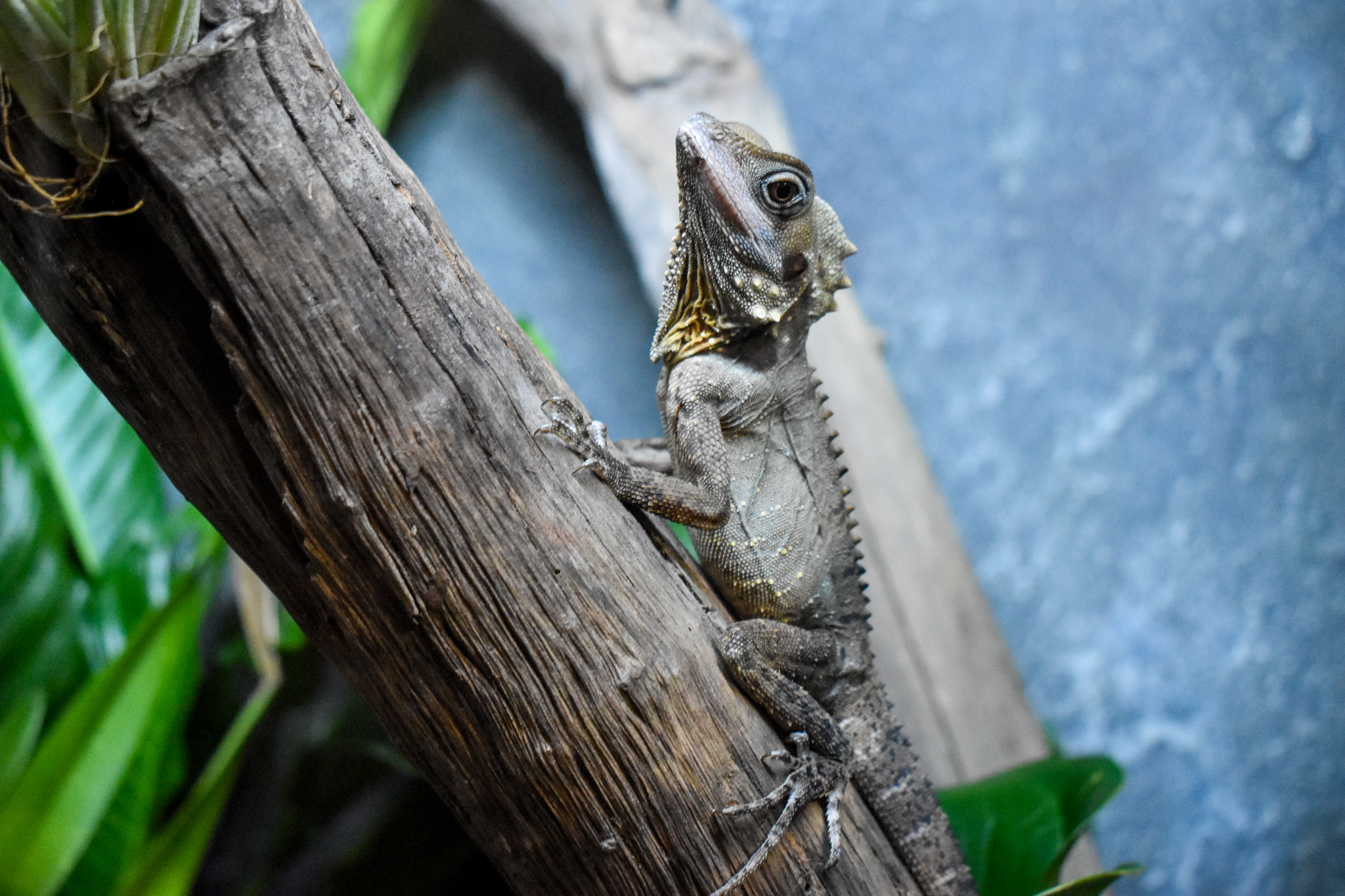 Cairns Koalas and Creatures (opened in 2024): Boyd's Forest Dragon