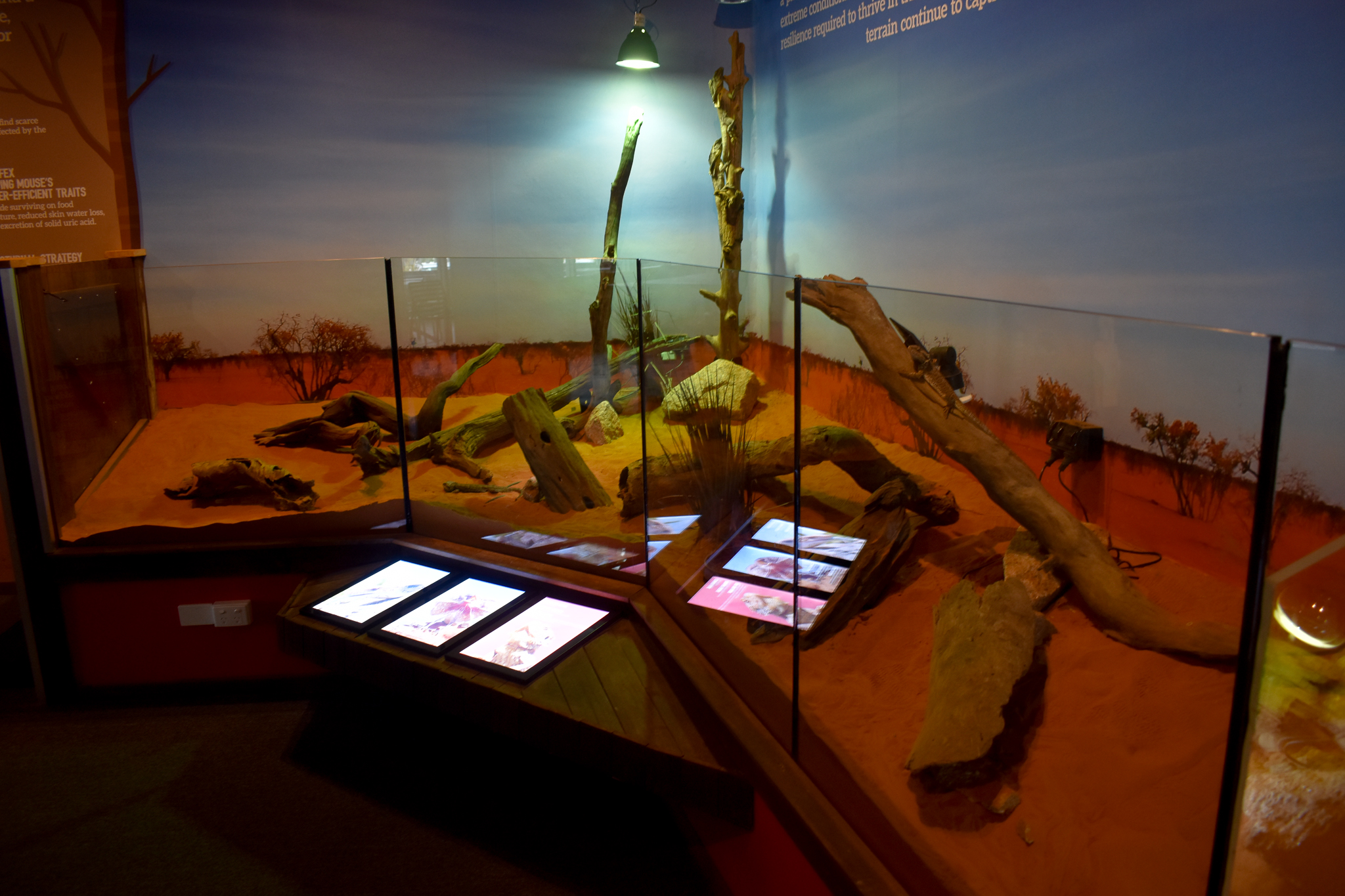 Cairns Koalas and Creatures (opened in 2024): Eastern Bearded Dragon/Frill-necked Lizard/Eastern Bluetongue Lizard  enclosure