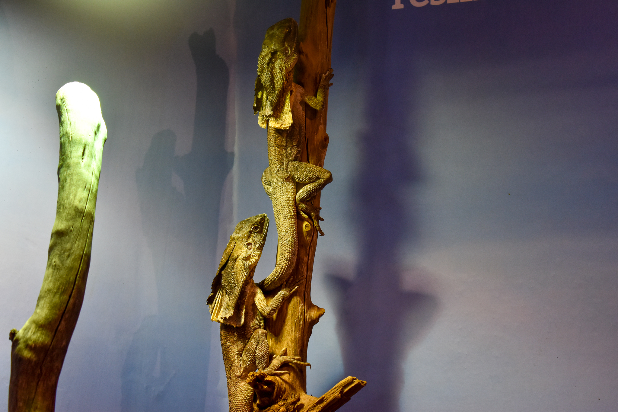 Cairns Koalas and Creatures (opened in 2024): Frill-necked Dragons