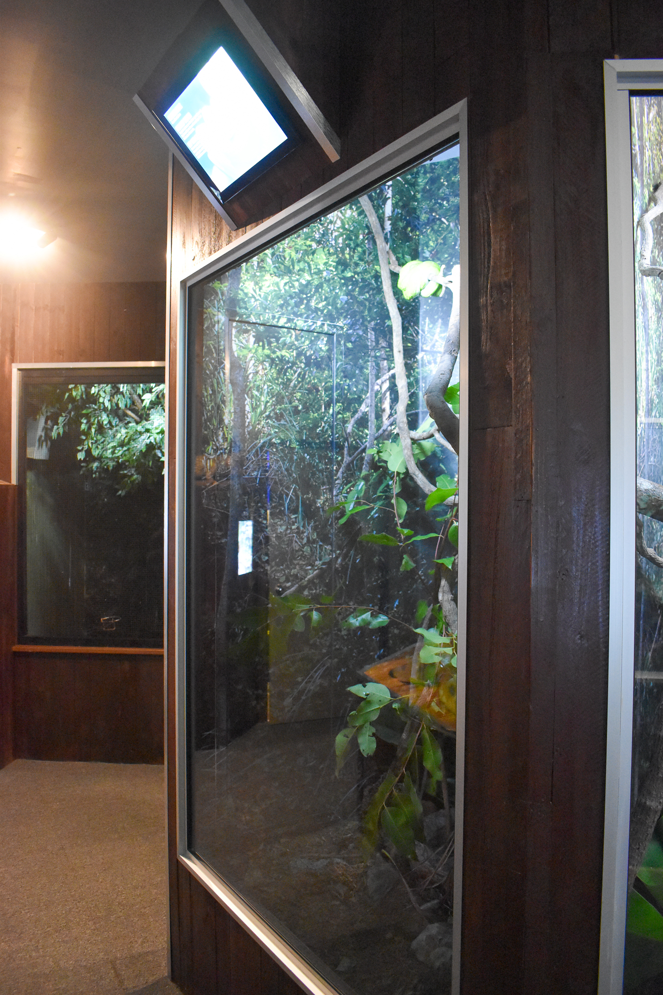 Cairns Koalas and Creatures (opened in 2024): Green Tree Python enclosure