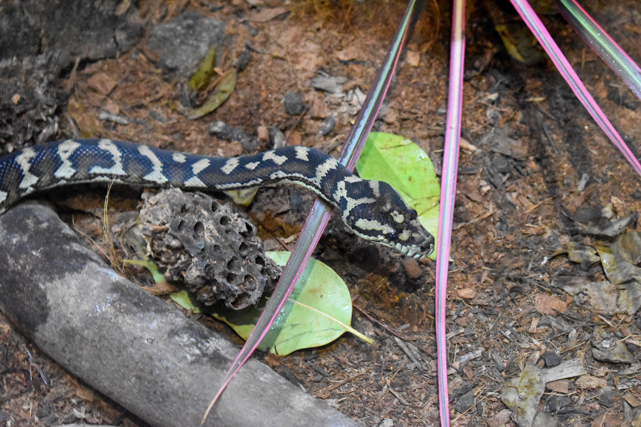 Cairns Koalas and Creatures (opened in 2024): Jungle Carpet Python