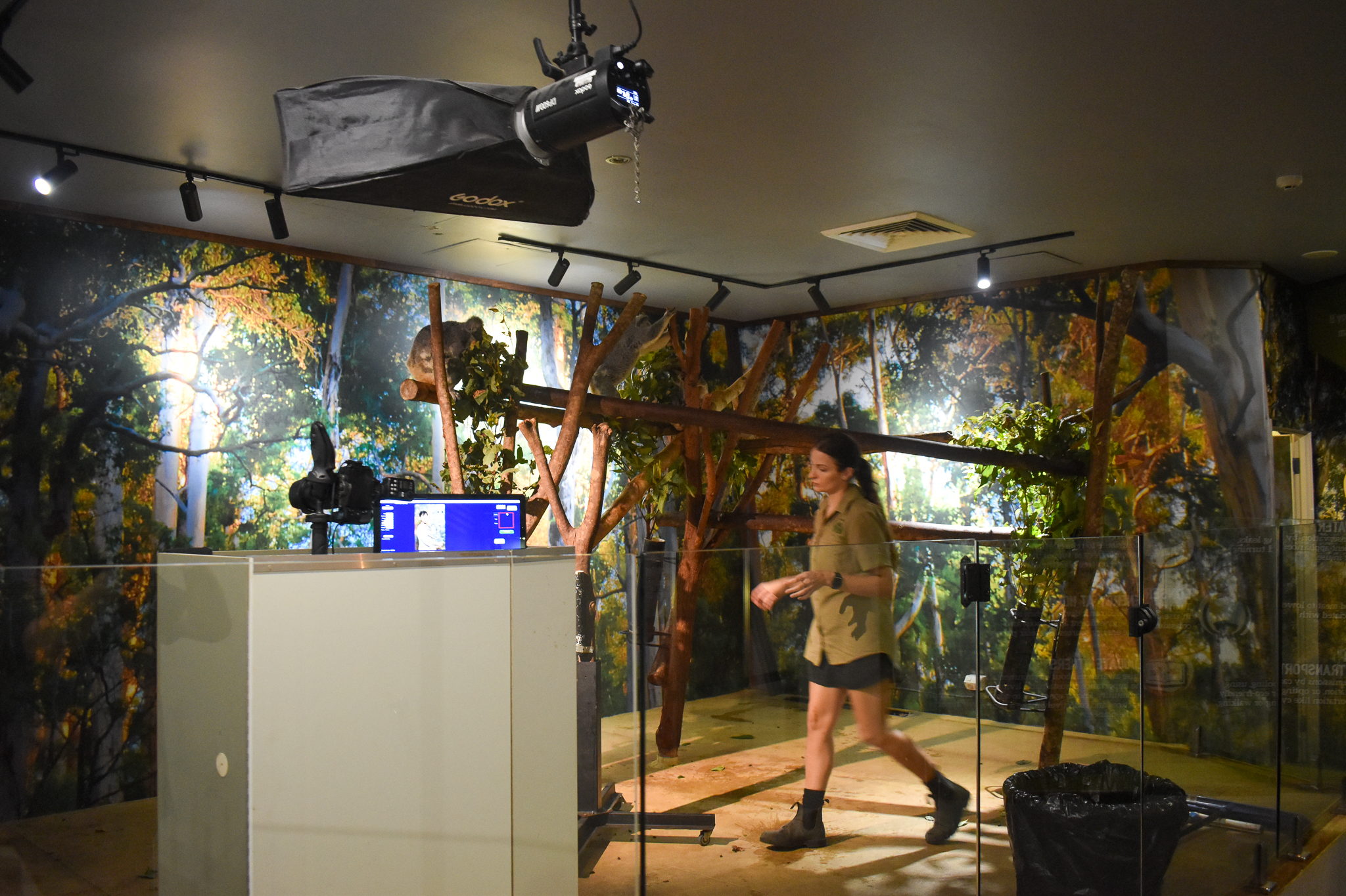 Cairns Koalas and Creatures (opened in 2024): Koala enclosure