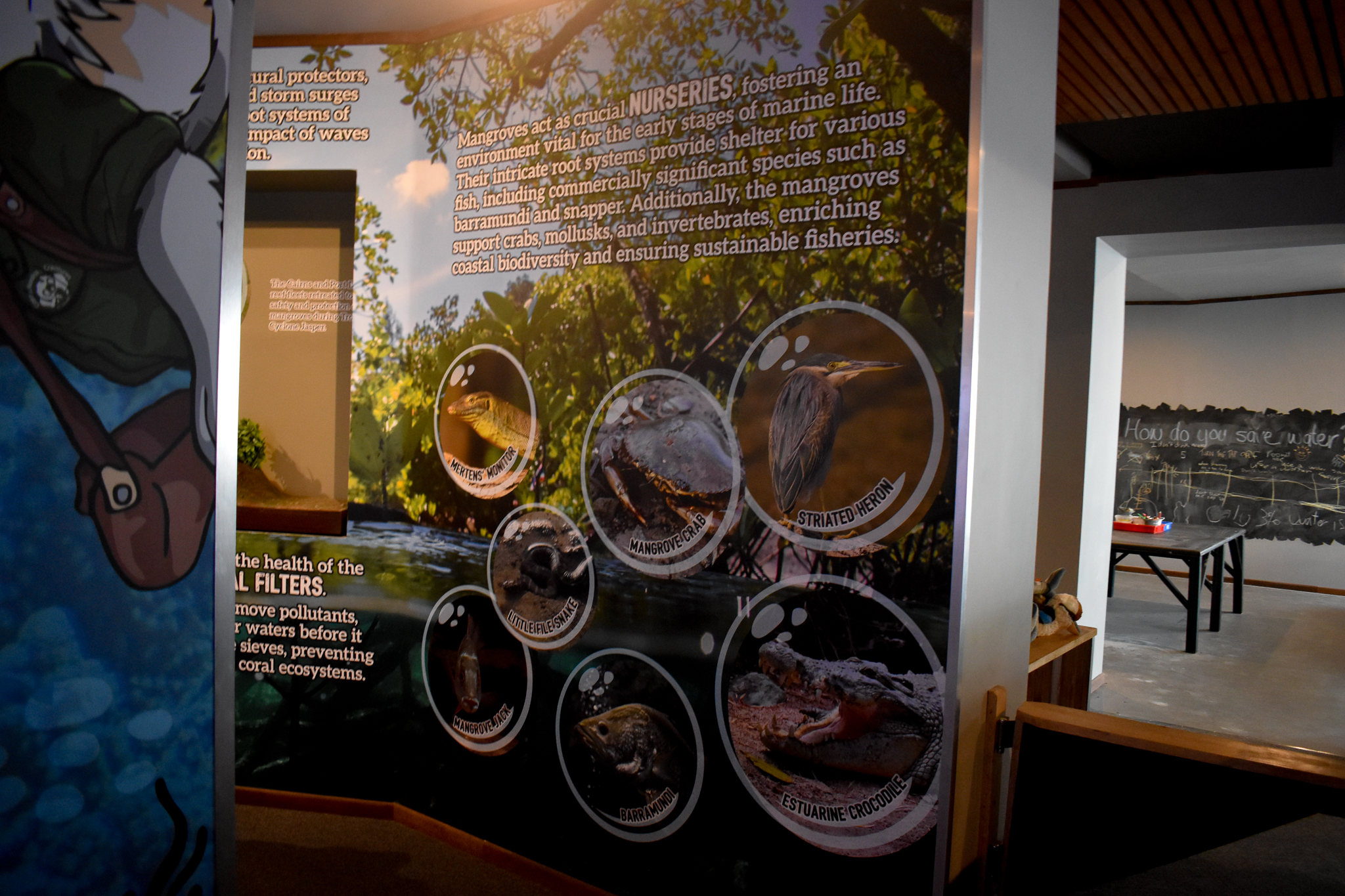 Cairns Koalas and Creatures (opened in 2024): mangrove signage