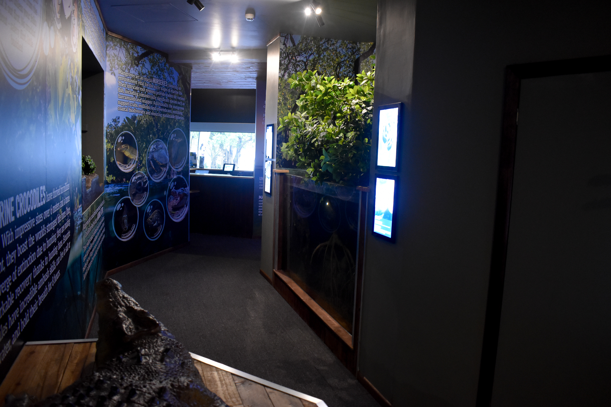 Cairns Koalas and Creatures (opened in 2024): mangrove tank