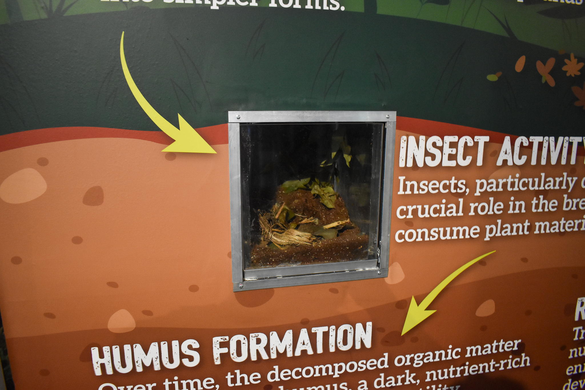 Cairns Koalas and Creatures (opened in 2024): millipede tank