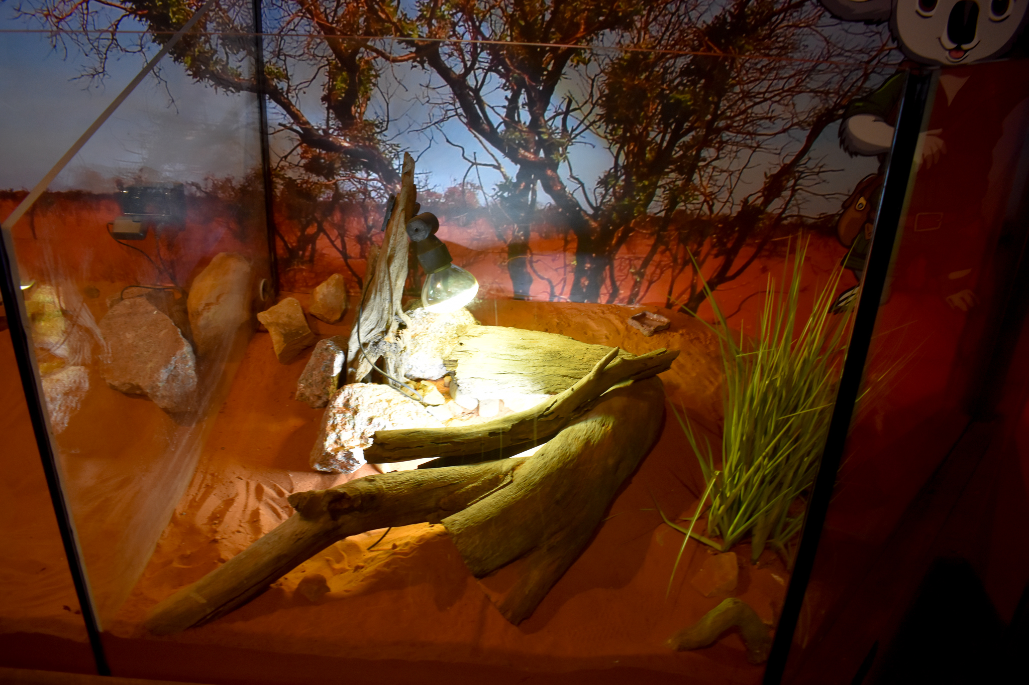 Cairns Koalas and Creatures (opened in 2024): Pygmy Spiny-tailed Skink enclosure