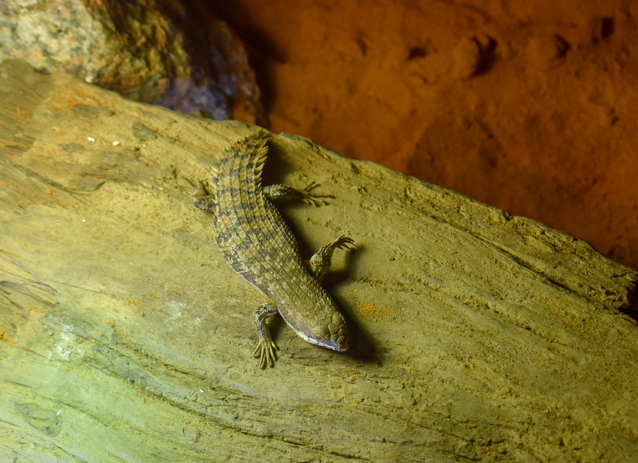 Cairns Koalas and Creatures (opened in 2024): Pygmy Spiny-tailed Skink