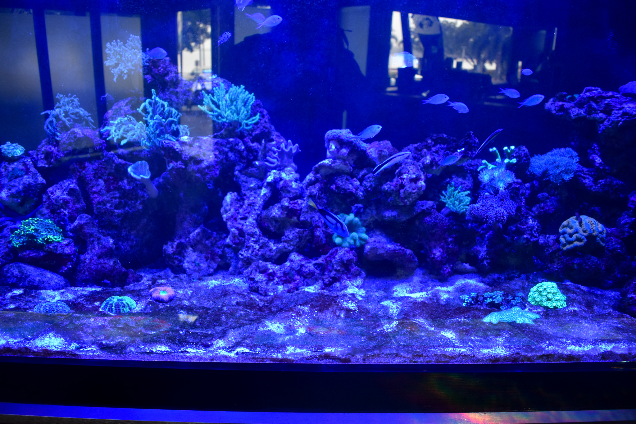 Cairns Koalas and Creatures (opened in 2024): Reef Tank