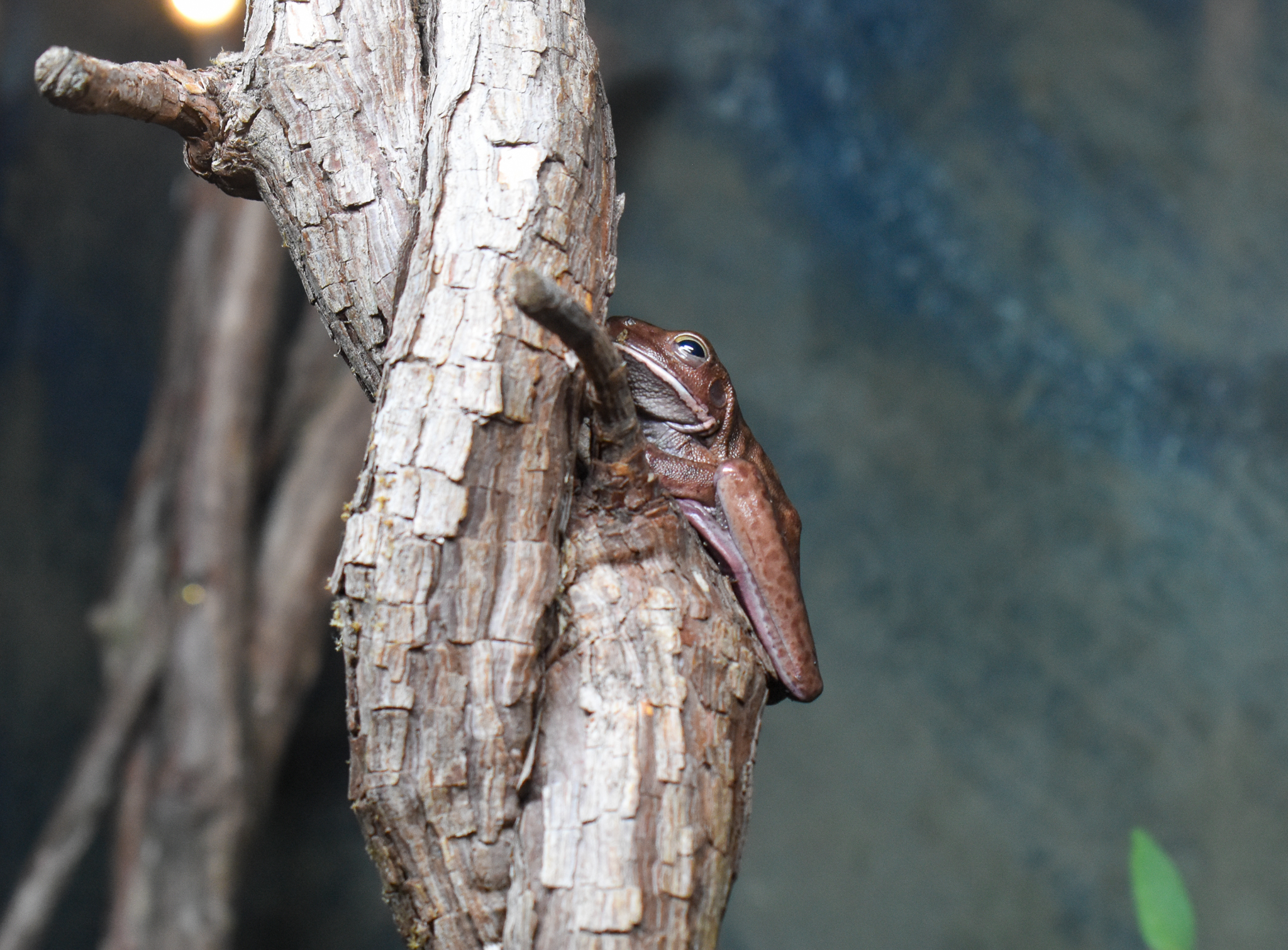 Cairns Koalas and Creatures (opened in 2024): White-lipped Tree-Frog