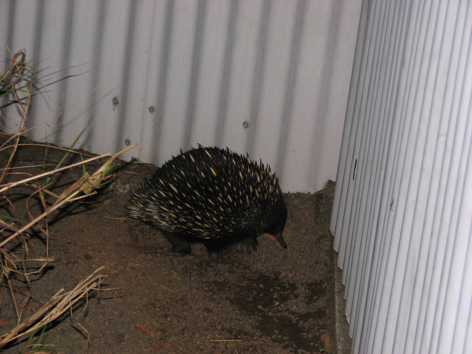 Cairns Night Zoo 2007 - Echidna