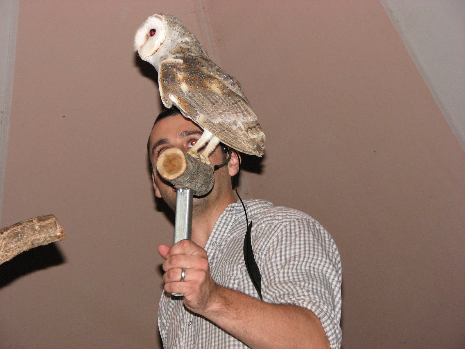 Cairns Night Zoo 2007 - Keeper shows a Barn Owl