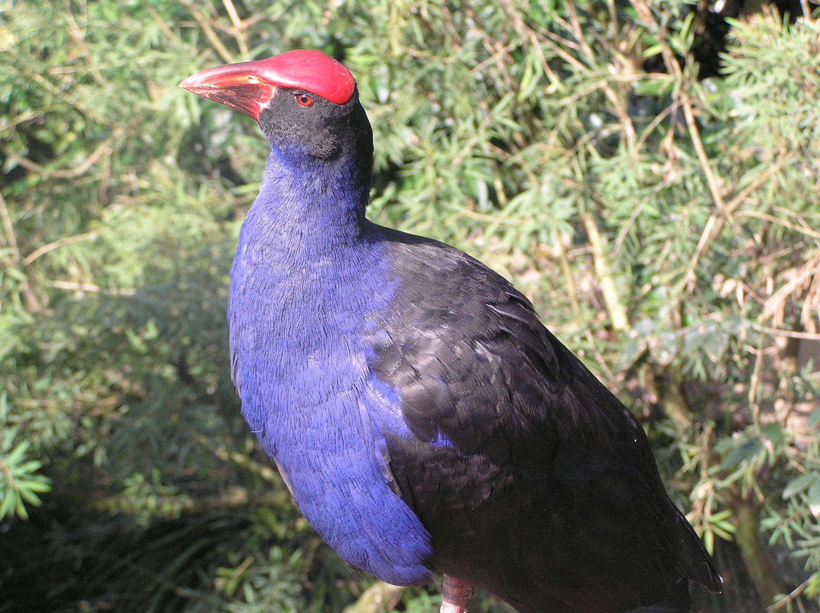Cairns tropical zoo 05