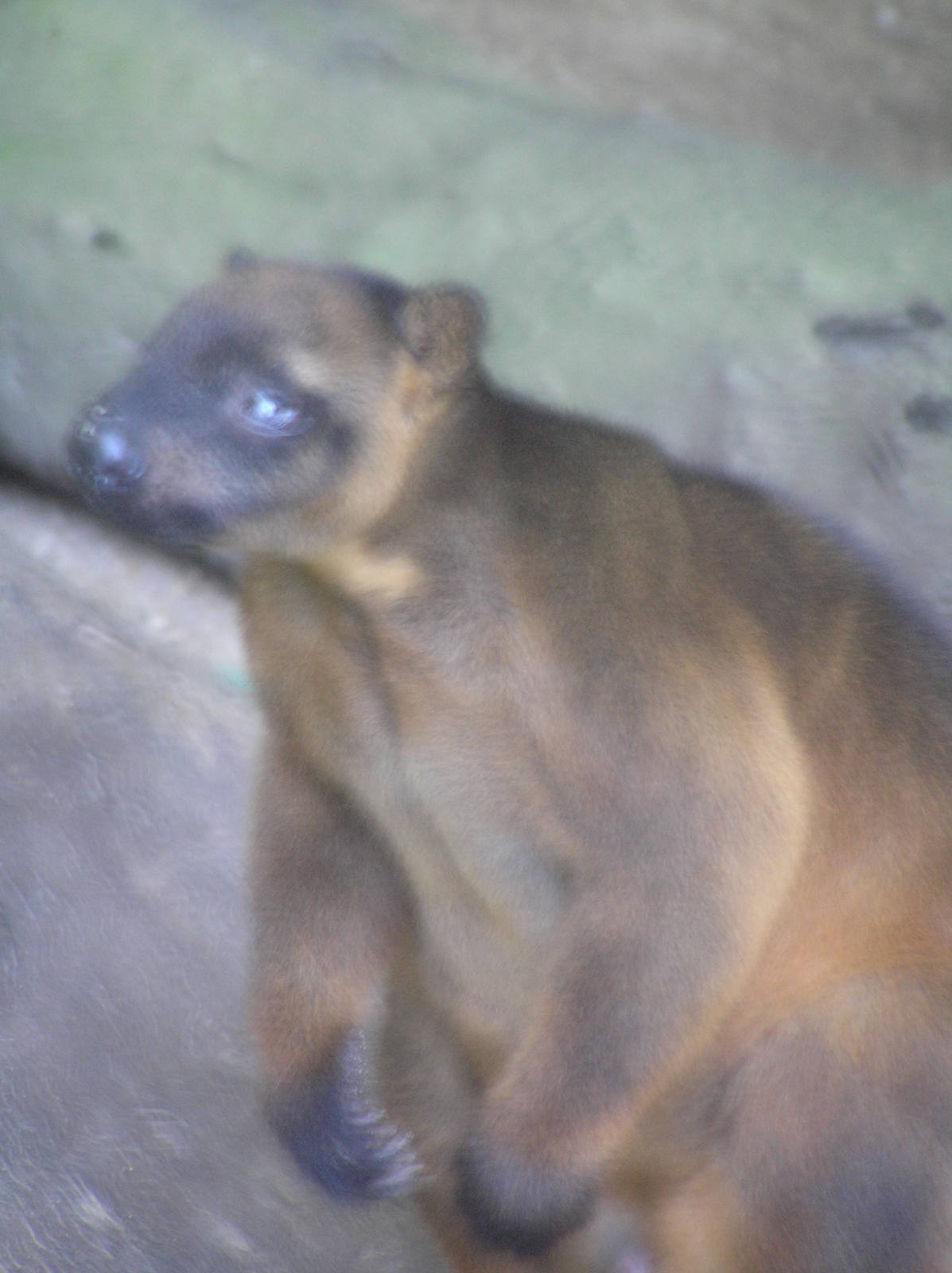 Cairns tropical zoo - 2005