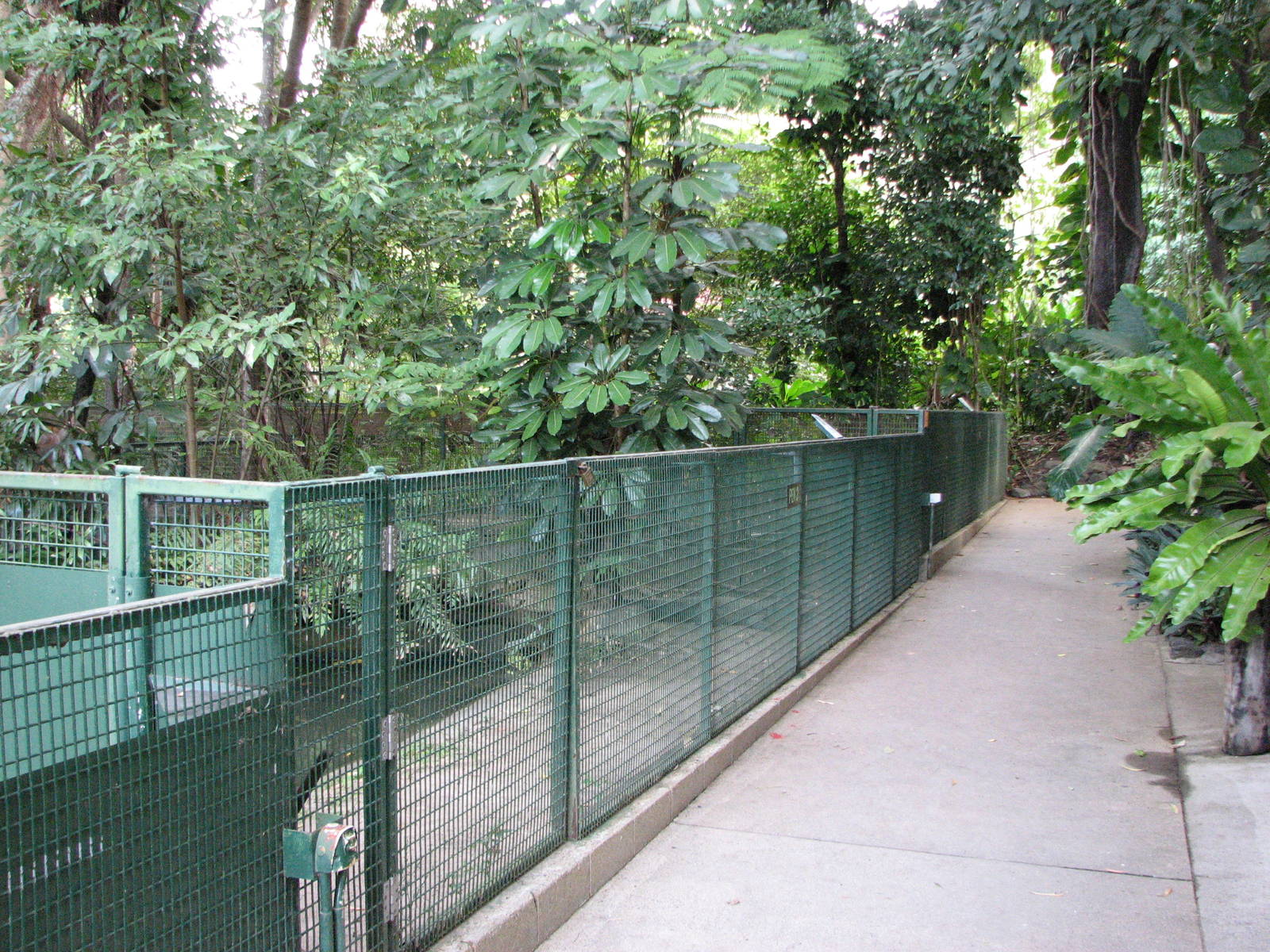 Cairns Tropical Zoo 2007 - American Alligator exhibit
