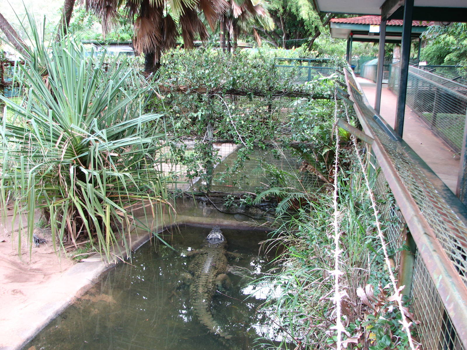 Cairns Tropical Zoo 2007 - Another man-eater