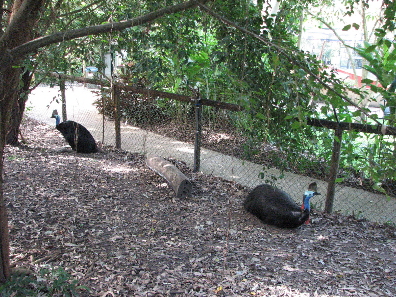 Cairns Tropical Zoo 2007 - Cassowary enclosure