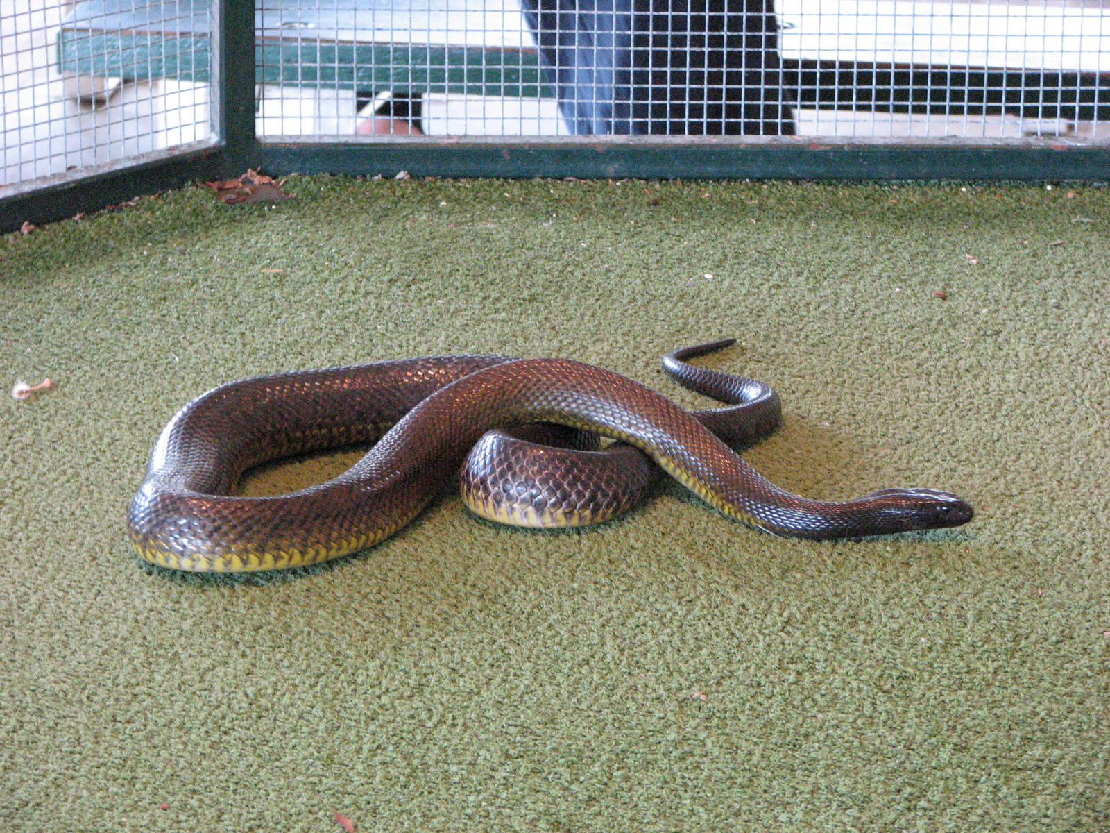 Cairns Tropical Zoo 2007 - Coastal Taipan?